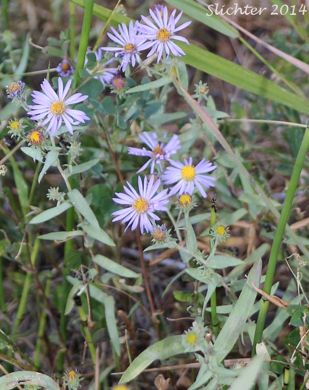Western Meadow Aster: Symphyotrichum campestre (Synonyms: Aster campestris, Aster campestris var. bloomeri, Aster campestris var. campestris, Symphyotrichum campestre var. bloomeri, Symphyotrichum campestre var. campestre)