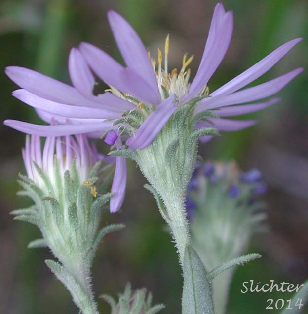 Western Meadow Aster: Symphyotrichum campestre (Synonyms: Aster campestris, Aster campestris var. bloomeri, Aster campestris var. campestris, Symphyotrichum campestre var. bloomeri, Symphyotrichum campestre var. campestre)