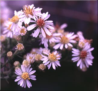 Eaton's Aster, Oregon Aster, Whitish Aster: Symphyotrichum eatonii (Synonyms: Aster bracteolatus, Aster cordalenus, Aster eatonii, Aster foliaceus var. eatonii, Aster mearnsii, Aster oregonus, Symphyotrichum bracteolatum)