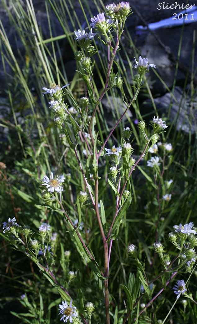 Eaton's Aster, Oregon Aster, Whitish Aster: Symphyotrichum eatonii (Synonyms: Aster bracteolatus, Aster cordalenus, Aster eatonii, Aster foliaceus var. eatonii, Aster mearnsii, Aster oregonus, Symphyotrichum bracteolatum)