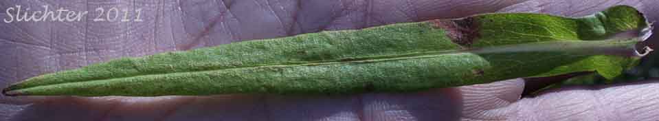Stem leaf of Eaton's Aster, Oregon Aster, Whitish Aster: Symphyotrichum eatonii (Synonyms: Aster bracteolatus, Aster cordalenus, Aster eatonii, Aster foliaceus var. eatonii, Aster mearnsii, Aster oregonus, Symphyotrichum bracteolatum)