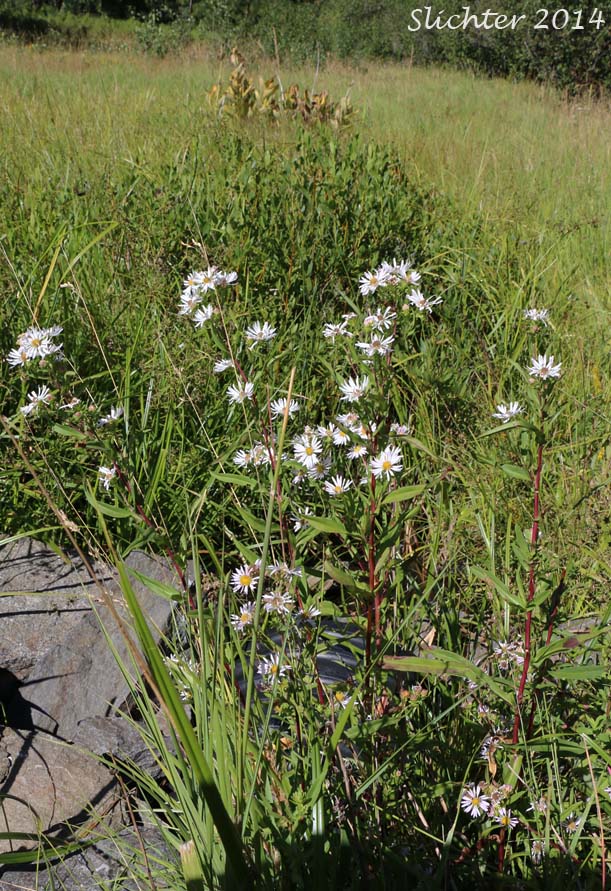 Eaton's Aster, Oregon Aster, Whitish Aster: Symphyotrichum eatonii (Synonyms: Aster bracteolatus, Aster cordalenus, Aster eatonii, Aster foliaceus var. eatonii, Aster mearnsii, Aster oregonus, Symphyotrichum bracteolatum)