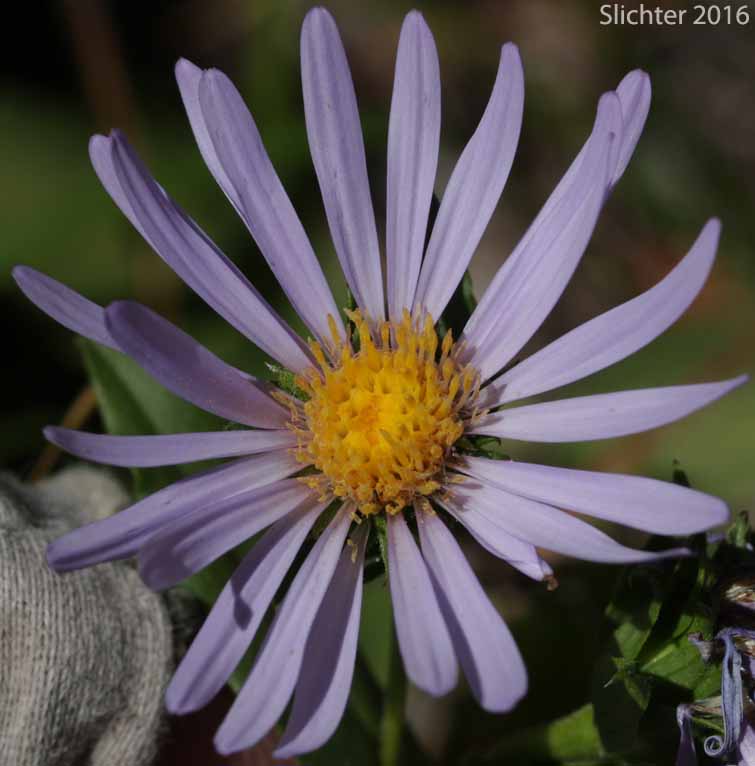 Elegant Aster: Eucephalus elegans (Synonym: Aster perelegans)