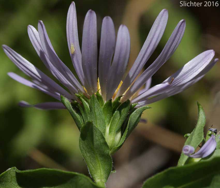 Involucral bracts of Elegant Aster: Eucephalus elegans (Synonym: Aster perelegans)