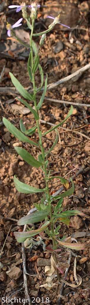 Elegant Aster: Eucephalus elegans (Synonym: Aster perelegans)