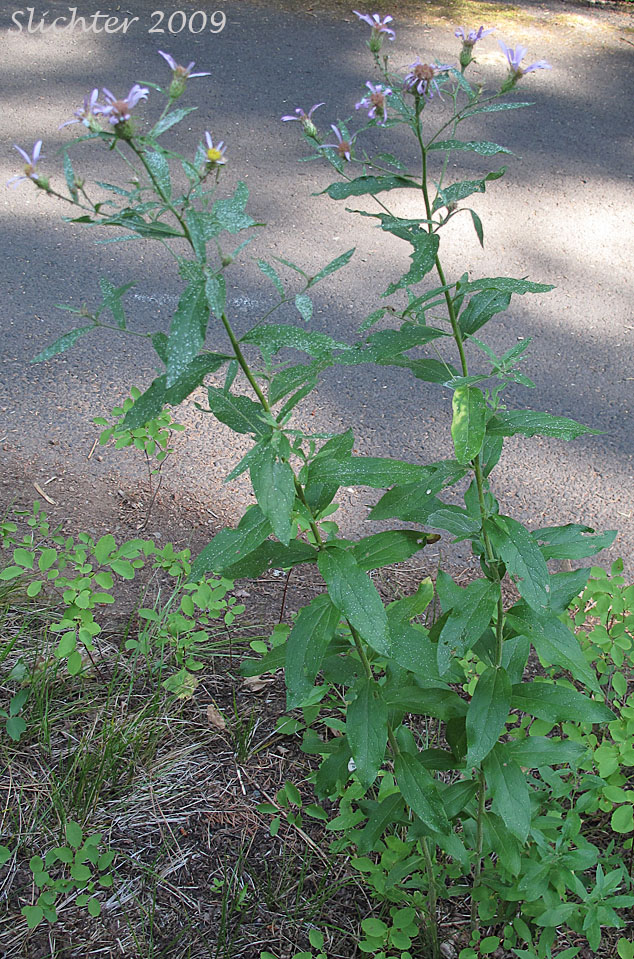 Engelmann's Aster: Eucephalus engelmannii (Synonym: Aster engelmannii)