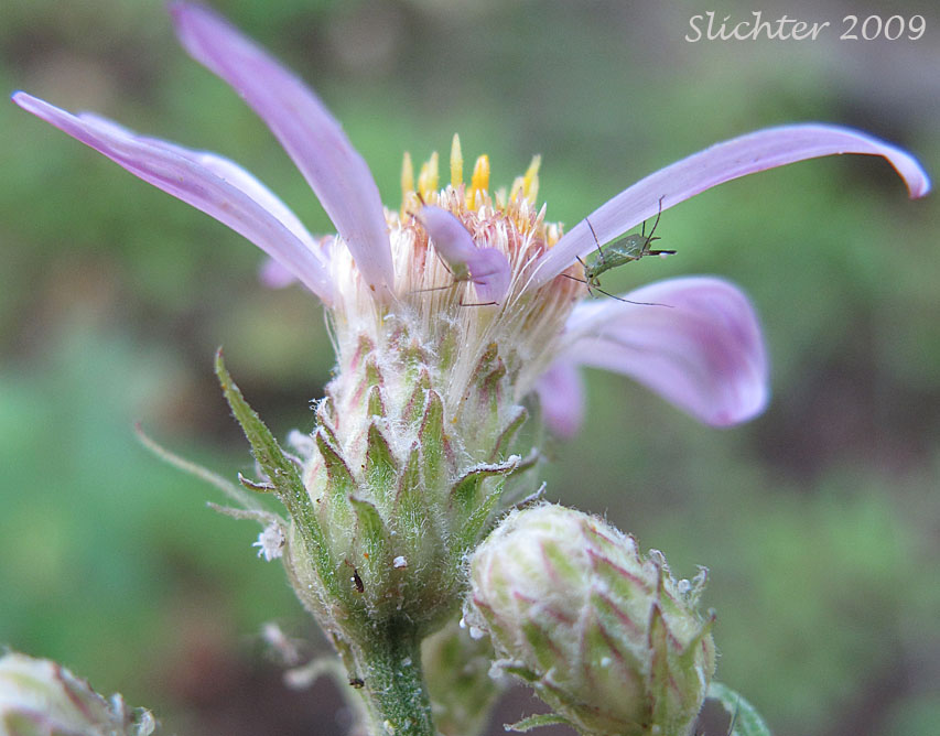 Involucral bracts of Engelmann's Aster: Eucephalus engelmannii (Synonym: Aster engelmannii)