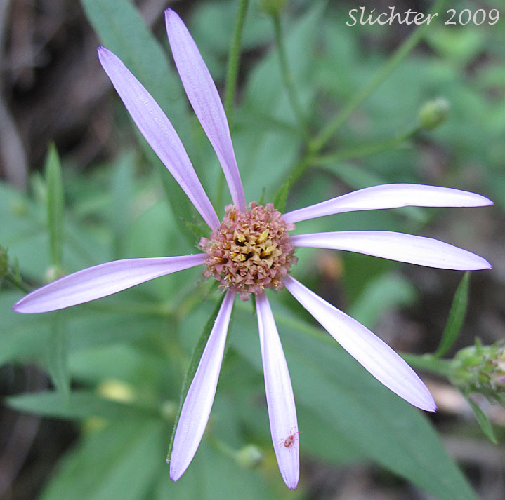 Flower head of Engelmann's Aster: Eucephalus engelmannii (Synonym: Aster engelmannii)