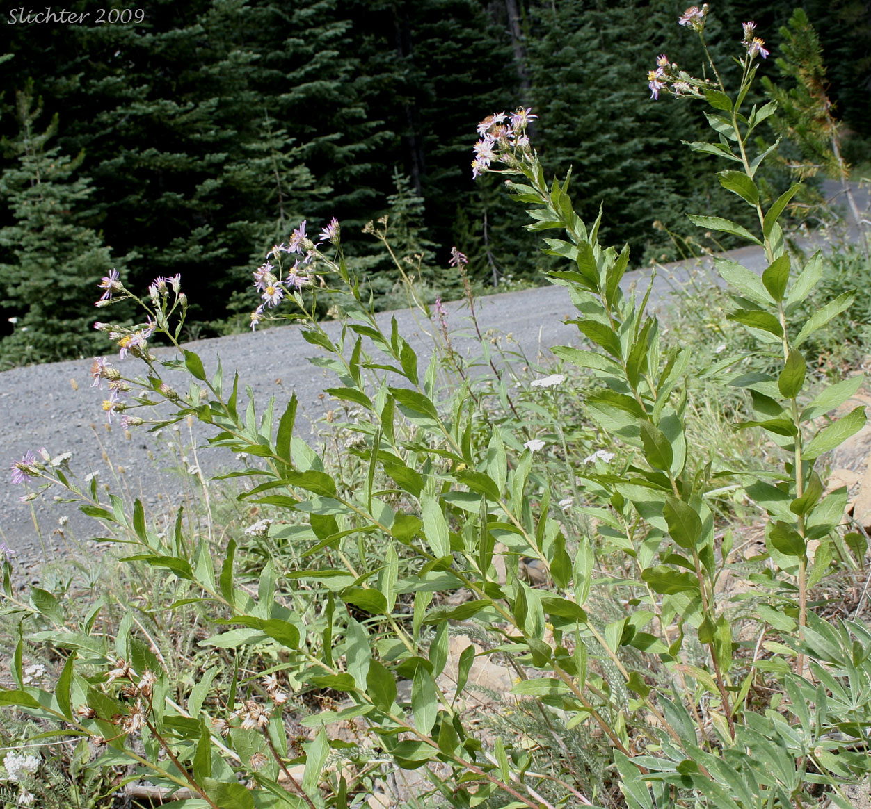 Engelmann's Aster: Eucephalus engelmannii (Synonym: Aster engelmannii)