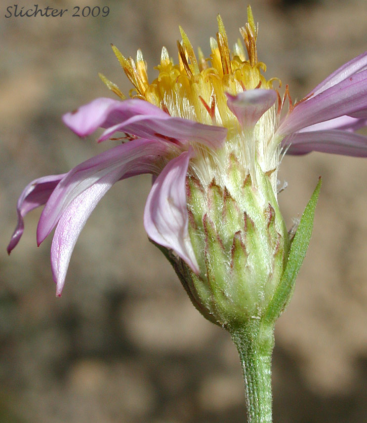 Involucral bracts of Engelmann's Aster: Eucephalus engelmannii (Synonym: Aster engelmannii)