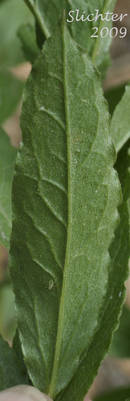 Ventral leaf surface of Engelmann's Aster: Eucephalus engelmannii (Synonym: Aster engelmannii)