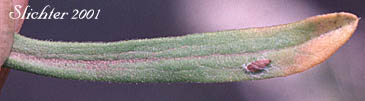 Stem leaf of Tufted White Prairie Aster, Heath-leaved Aster, Little Gray Aster, Manyflowered Aster, White Heath Aster: Symphyotrichum ericoides var. pansum (Synonyms: Aster ericoides, Aster ericoides ssp. pansus, Aster ericoides var. pansus, Aster falcatus, Aster falcatus var. crassulus, Aster pansus)