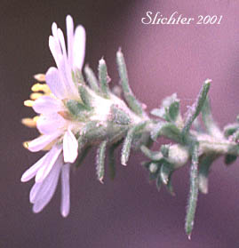 Flower head of Tufted White Prairie Aster, Heath-leaved Aster, Little Gray Aster, Manyflowered Aster, White Heath Aster: Symphyotrichum ericoides var. pansum (Synonyms: Aster ericoides, Aster ericoides ssp. pansus, Aster ericoides var. pansus, Aster falcatus, Aster falcatus var. crassulus, Aster pansus)