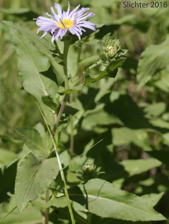 Cusick's Aster, Cusick's American Aster, Leafy Aster: Symphyotrichum cusickii (Synonyms: Aster cusickii, Aster foliaceus, Aster foliaceus var. cusickii, Aster foliaceus var. lyallii, Symphyorichum foliaceum var. cusickii)