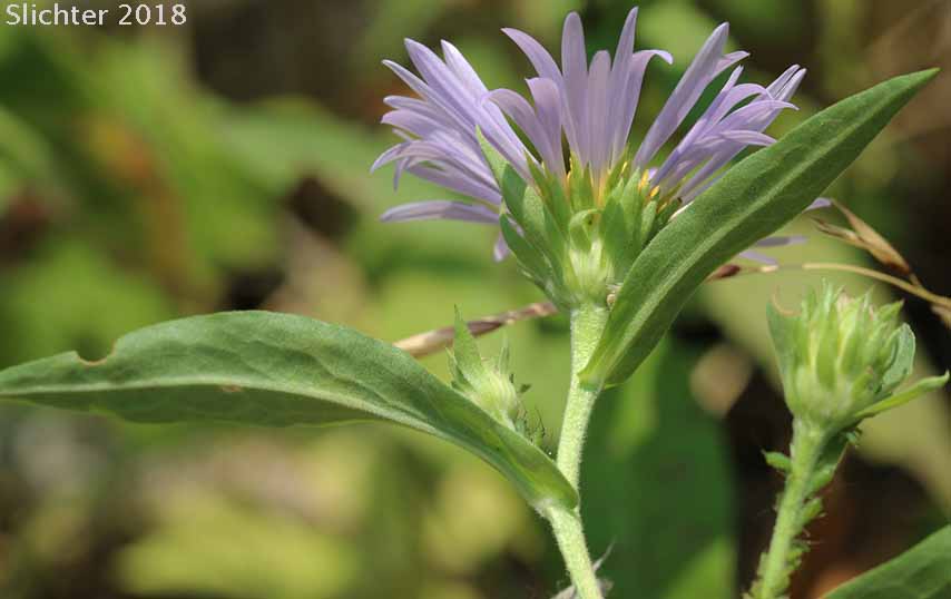 Cusick's Aster, Cusick's American Aster, Leafy Aster: Symphyotrichum cusickii (Synonyms: Aster cusickii, Aster foliaceus, Aster foliaceus var. cusickii, Aster foliaceus var. lyallii, Symphyorichum foliaceum var. cusickii)