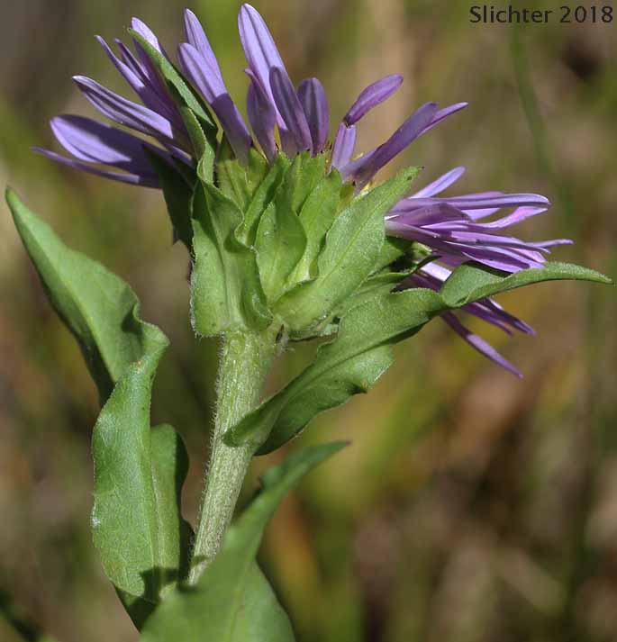 Cusick's Aster, Cusick's American Aster, Leafy Aster: Symphyotrichum cusickii (Synonyms: Aster cusickii, Aster foliaceus, Aster foliaceus var. cusickii, Aster foliaceus var. lyallii, Symphyorichum foliaceum var. cusickii)