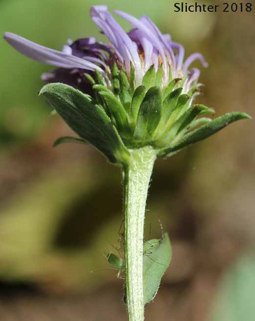 Cusick's Aster, Cusick's American Aster, Leafy Aster: Symphyotrichum cusickii (Synonyms: Aster cusickii, Aster foliaceus, Aster foliaceus var. cusickii, Aster foliaceus var. lyallii, Symphyorichum foliaceum var. cusickii)