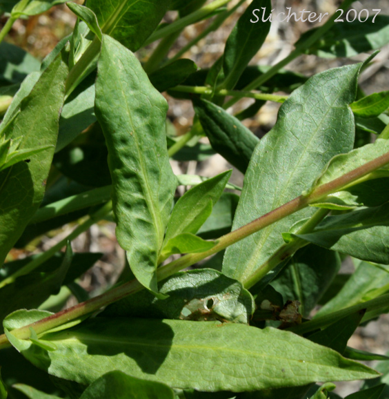 Stem leaves of Cusick's Aster, Cusick's American Aster, Leafy Aster: Symphyotrichum cusickii (Synonyms: Aster cusickii, Aster foliaceus, Aster foliaceus var. cusickii, Aster foliaceus var. lyallii, Symphyorichum foliaceum var. cusickii)