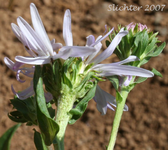 Close-up sideview of the flower heads of Cusick's Aster, Cusick's American Aster, Leafy Aster: Symphyotrichum cusickii (Synonyms: Aster cusickii, Aster foliaceus, Aster foliaceus var. cusickii, Aster foliaceus var. lyallii, Symphyorichum foliaceum var. cusickii)