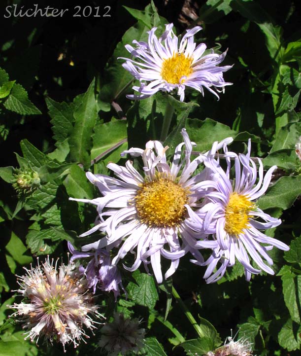 Close-up view of the flower heads of Cusick's Aster, Cusick's American Aster, Leafy Aster: Symphyotrichum cusickii (Synonyms: Aster cusickii, Aster foliaceus, Aster foliaceus var. cusickii, Aster foliaceus var. lyallii, Symphyorichum foliaceum var. cusickii)