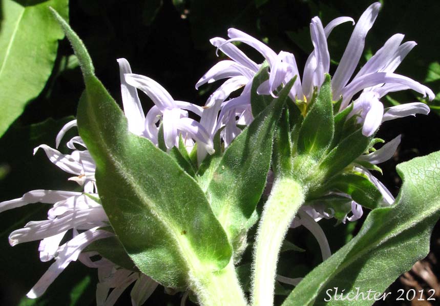 Close-up sideview of the flower heads and upper stem leaves of Cusick's Aster, Cusick's American Aster, Leafy Aster: Symphyotrichum cusickii (Synonyms: Aster cusickii, Aster foliaceus, Aster foliaceus var. cusickii, Aster foliaceus var. lyallii, Symphyorichum foliaceum var. cusickii)