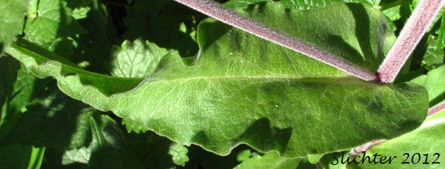 A stem leaf of Cusick's Aster, Cusick's American Aster, Leafy Aster: Symphyotrichum cusickii (Synonyms: Aster cusickii, Aster foliaceus, Aster foliaceus var. cusickii, Aster foliaceus var. lyallii, Symphyorichum foliaceum var. cusickii)