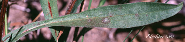Stem leaf of Leafy Aster, Leafybract Aster, Parry's Aster: Symphyotrichum foliaceum var. parryi (Synonyms: Aster ascendens var. parryi, Aster diabolicus, Aster foliaceus var. canbyi, Aster foliaceus var. frondeus, Aster foliaceus var. parryi, Aster foliaceus var. subpetiolatus, Aster frondeus)