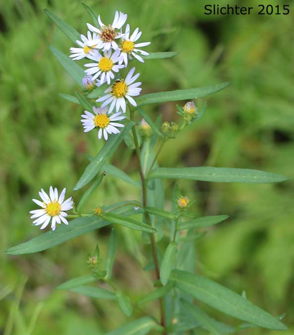 Leafy Aster, Leafybract Aster, Parry's Aster: Symphyotrichum foliaceum var. parryi (Synonyms: Aster ascendens var. parryi, Aster diabolicus, Aster foliaceus var. canbyi, Aster foliaceus var. frondeus, Aster foliaceus var. parryi, Aster foliaceus var. subpetiolatus, Aster frondeus)