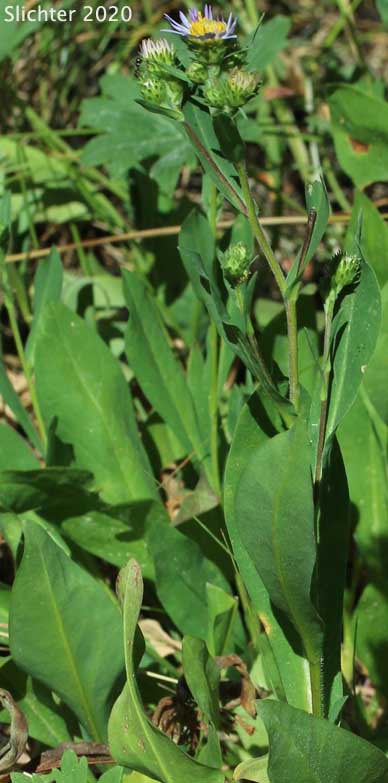 Leaves of Leafy Aster, Leafybract Aster, Parry's Aster: Symphyotrichum foliaceum var. parryi (Synonyms: Aster ascendens var. parryi, Aster diabolicus, Aster foliaceus var. canbyi, Aster foliaceus var. frondeus, Aster foliaceus var. parryi, Aster foliaceus var. subpetiolatus, Aster frondeus)