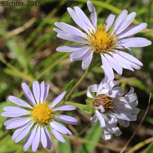 Leafy Aster, Leafybract Aster, Parry's Aster: Symphyotrichum foliaceum var. parryi (Synonyms: Aster ascendens var. parryi, Aster diabolicus, Aster foliaceus var. canbyi, Aster foliaceus var. frondeus, Aster foliaceus var. parryi, Aster foliaceus var. subpetiolatus, Aster frondeus)