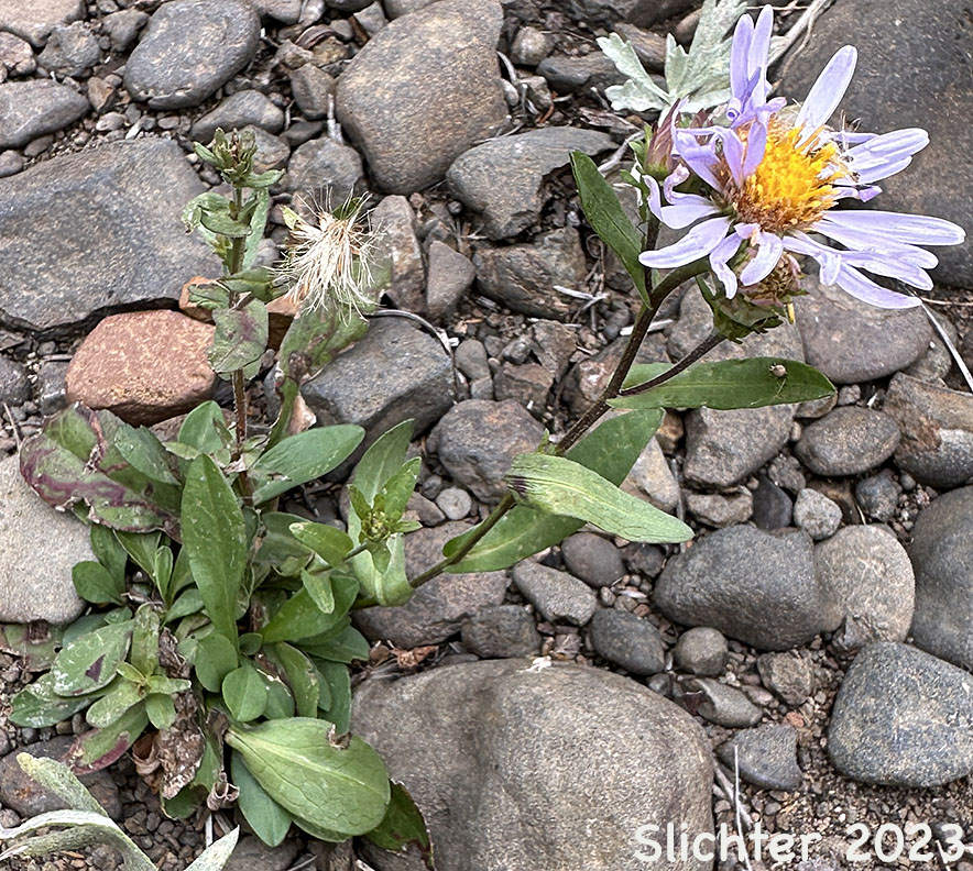 Leafy Aster, Leafybract Aster, Parry's Aster: Symphyotrichum foliaceum var. parryi (Synonyms: Aster ascendens var. parryi, Aster diabolicus, Aster foliaceus var. canbyi, Aster foliaceus var. frondeus, Aster foliaceus var. parryi, Aster foliaceus var. subpetiolatus, Aster frondeus)