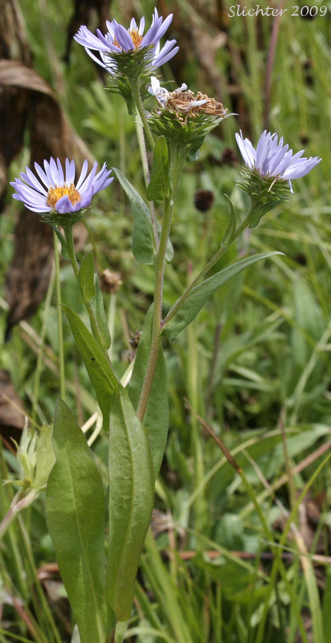 Leafy Aster, Leafybract Aster, Parry's Aster: Symphyotrichum foliaceum var. parryi (Synonyms: Aster ascendens var. parryi, Aster diabolicus, Aster foliaceus var. canbyi, Aster foliaceus var. frondeus, Aster foliaceus var. parryi, Aster foliaceus var. subpetiolatus, Aster frondeus)