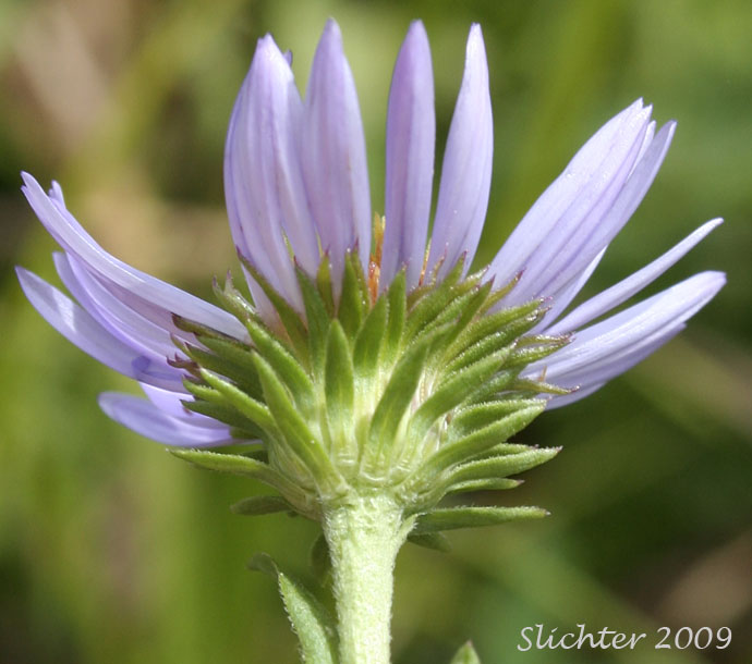 Involucral bracts of Leafy Aster, Parry's Aster: Symphyotrichum foliaceum var. parryi (Synonym: Aster foliaceus var. parryi)