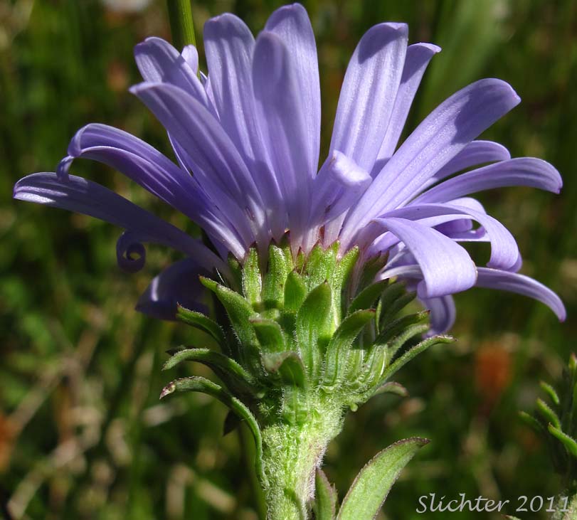 Involucral bracts of Leafy Aster, Leafybract Aster, Parry's Aster: Symphyotrichum foliaceum var. parryi (Synonyms: Aster ascendens var. parryi, Aster diabolicus, Aster foliaceus var. canbyi, Aster foliaceus var. frondeus, Aster foliaceus var. parryi, Aster foliaceus var. subpetiolatus, Aster frondeus)