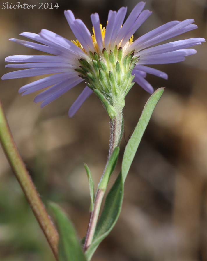 Leafy Aster, Leafybract Aster, Parry's Aster: Symphyotrichum foliaceum var. parryi (Synonyms: Aster ascendens var. parryi, Aster diabolicus, Aster foliaceus var. canbyi, Aster foliaceus var. frondeus, Aster foliaceus var. parryi, Aster foliaceus var. subpetiolatus, Aster frondeus)