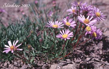 Alpine Aster, Hayden's Aster, Tundra Aster: Oreostemma alpigenum var. haydenii (Synonyms: Aster alpigenus ssp. haydenii, Aster alpigenus var. haydenii, Aster haydenii, Oreostemma alpigenum ssp. haydenii)