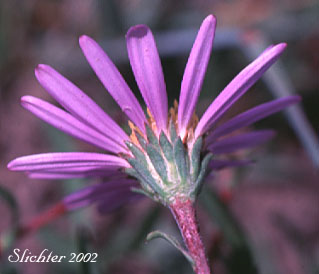 Involucral bracts of Alpine Aster, Hayden's Aster, Tundra Aster: Oreostemma alpigenum var. haydenii (Synonyms: Aster alpigenus ssp. haydenii, Aster alpigenus var. haydenii, Aster haydenii, Oreostemma alpigenum ssp. haydenii)