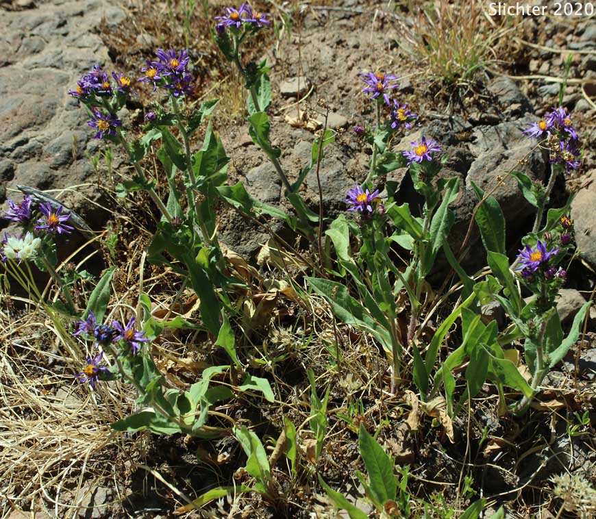 Entire-leaved Aster, Sticky Aster, Thickstem Aster, Thick-stemmed Aster: Eurybia integrifolia (Synonym: Aster integrifolius)