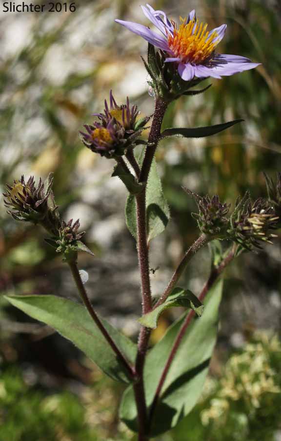 Entire-leaved Aster, Sticky Aster, Thickstem Aster, Thick-stemmed Aster: Eurybia integrifolia (Synonym: Aster integrifolius)