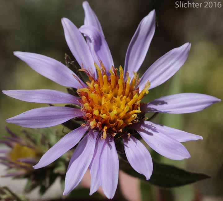 Flower head of Entire-leaved Aster, Sticky Aster, Thickstem Aster, Thick-stemmed Aster: Eurybia integrifolia (Synonym: Aster integrifolius)