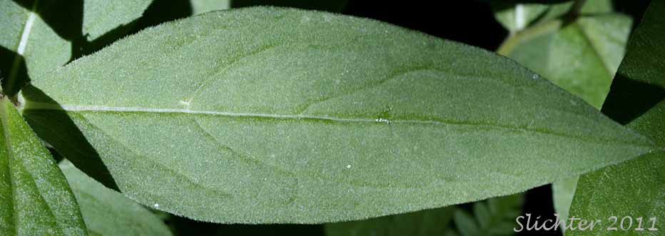 Stem leaf of Entire-leaved Aster, Sticky Aster, Thickstem Aster, Thick-stemmed Aster: Eurybia integrifolia (Synonym: Aster integrifolius)