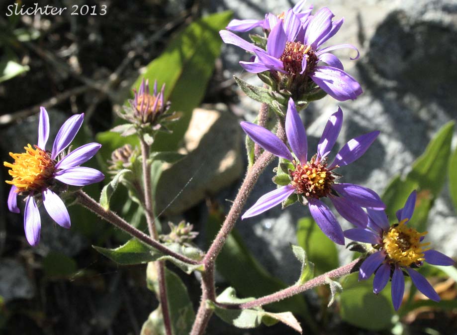 Close-up of the inflorescence of Entire-leaved Aster, Sticky Aster, Thickstem Aster, Thick-stemmed Aster: Eurybia integrifolia (Synonym: Aster integrifolius)