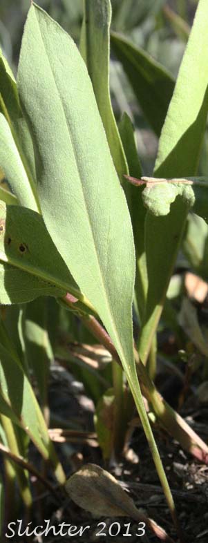 Basal leaf of Entire-leaved Aster, Sticky Aster, Thickstem Aster, Thick-stemmed Aster: Eurybia integrifolia (Synonym: Aster integrifolius)
