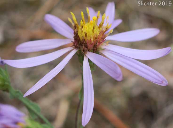 Smooth Aster, Geyer's Aster: Symphyotrichum laeve var. geyeri (Synonyms: Aster geyeri, Aster laevis, Aster laevis var. geyeri)