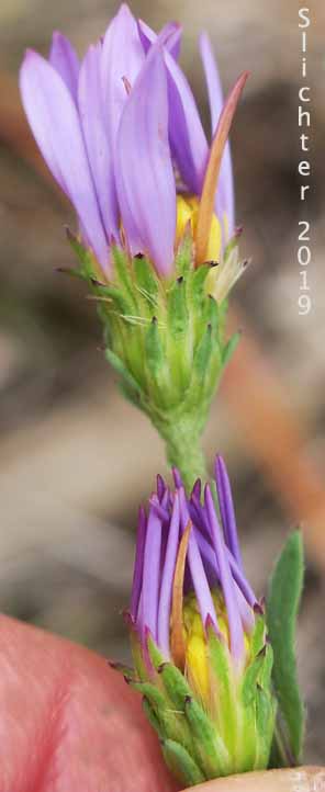 Smooth Aster, Geyer's Aster: Symphyotrichum laeve var. geyeri (Synonyms: Aster geyeri, Aster laevis, Aster laevis var. geyeri)