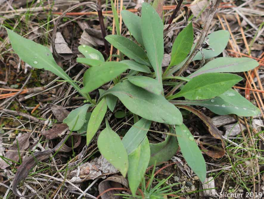 Smooth Aster, Geyer's Aster: Symphyotrichum laeve var. geyeri (Synonyms: Aster geyeri, Aster laevis, Aster laevis var. geyeri)