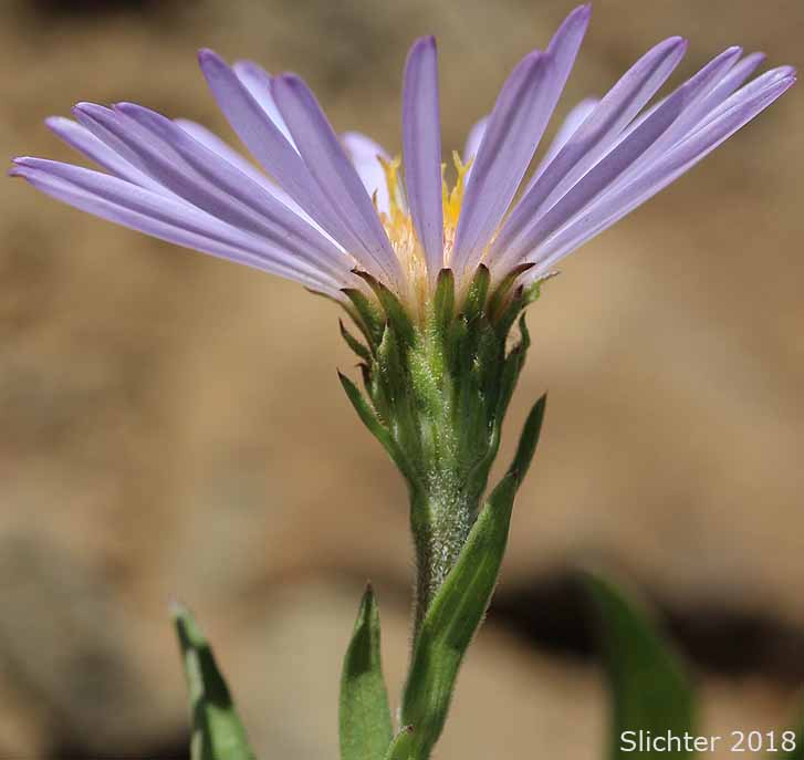 Arctic Aster, Behring Wood Aster, Siberian Aster, Subalpine Aster: Eurybia merita (Synonyms Aster meritus, Aster sibiricus var. meritus, Aster sibiricus var. meritus)