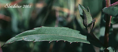 Stem leaf of Few-flowered Aster, Giant Mountain Aster, Great Northern Aster: Canadanthus modestus (Synonyms: Aster major, Aster modestus, Aster modestus var. major, Aster sayianus, Aster unalaschensis, Aster unalaschensis var. major, Weberaster modestus)