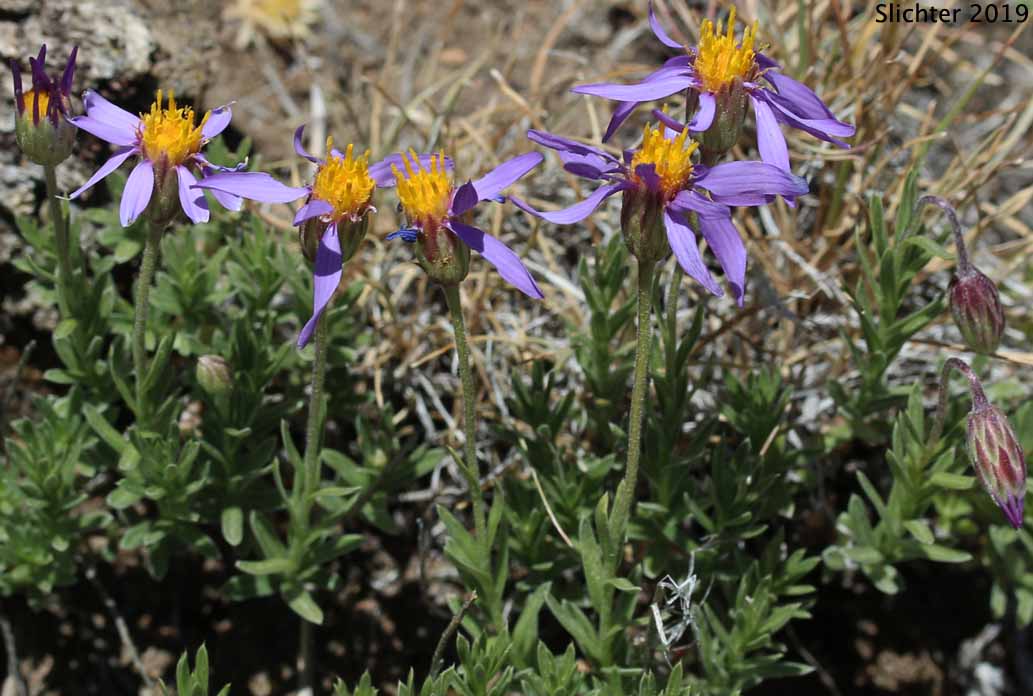 Crag Aster, Lava Aster: Ionactis alpina (Synonym: Aster scopulorum)