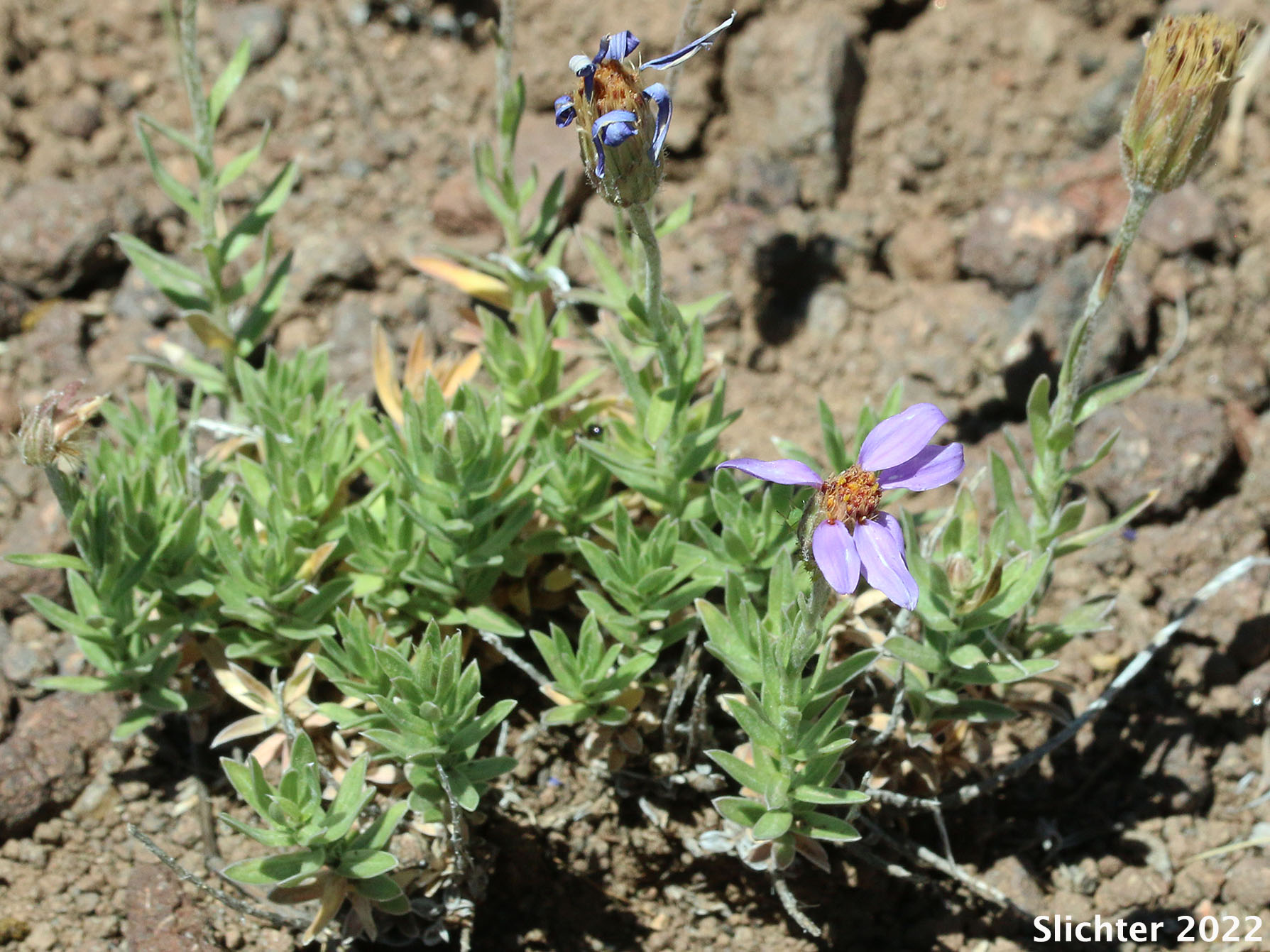 Crag Aster, Lava Aster: Ionactis alpina (Synonym: Aster scopulorum)